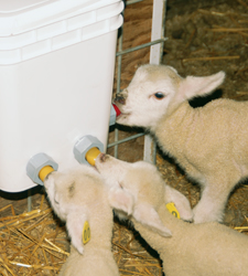 Teats and Nipples for Feeding Lambs, Kids and Calves