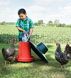 Chicken and Poultry Supplies