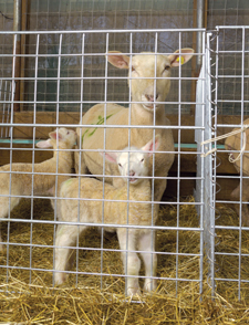 Wire Panels for Lambing Pens