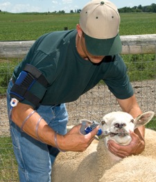 Drenching and Vaccinating for Parasites