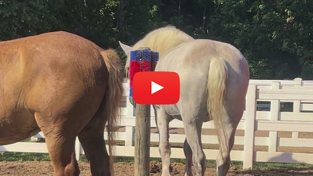 Draft horses using scratch brush