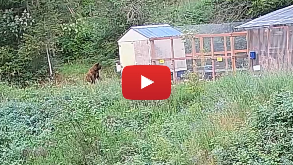 Bear shocked by electric fence