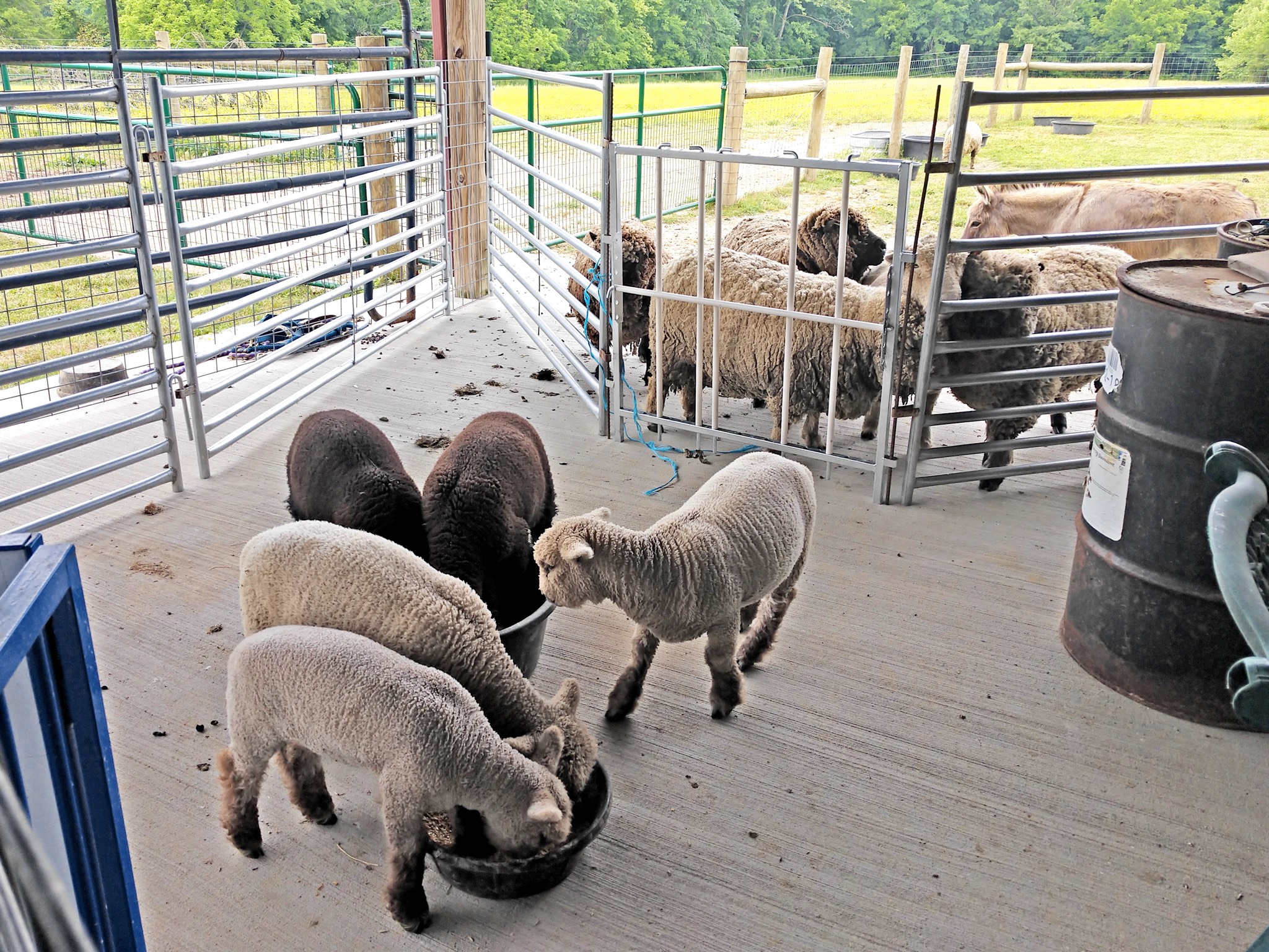 Adjustable creep feeder gate for lambs
