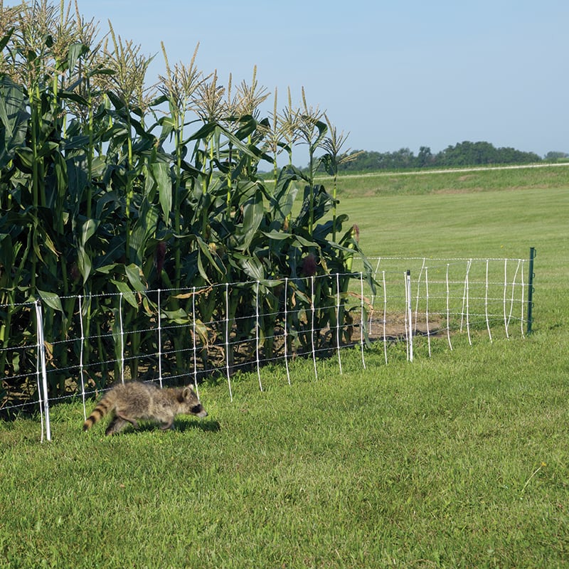 Electric fence - RaccoonNet® 4/18/12 Electric Netting