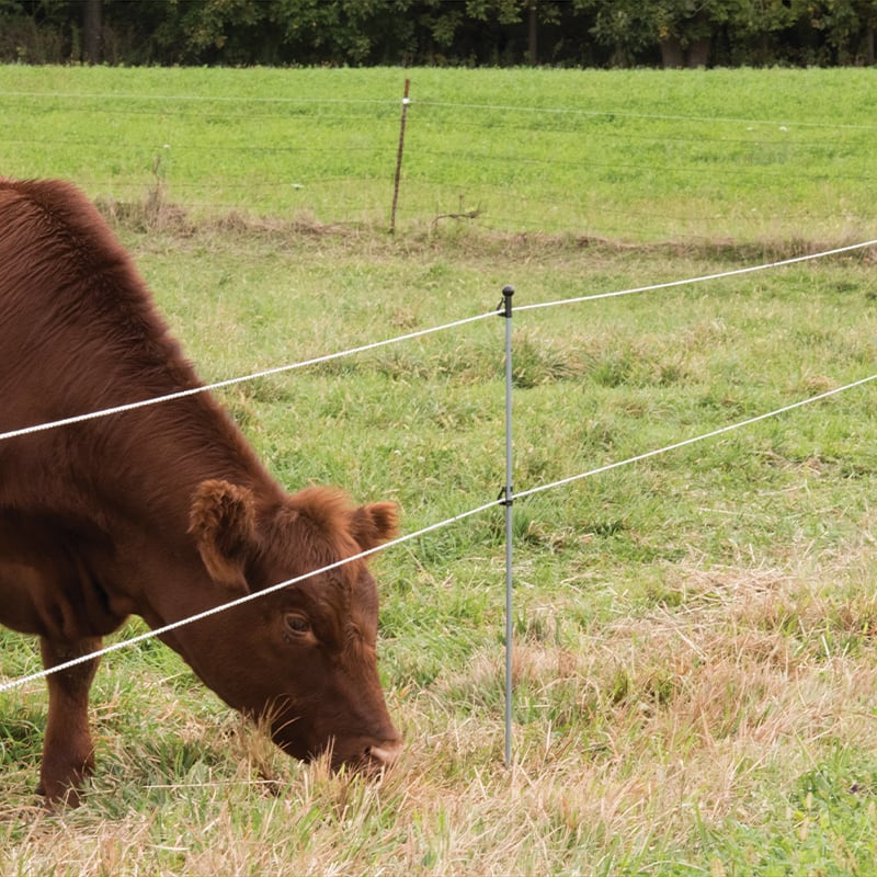 Electric Fence and Netting for Cattle - Premier1Supplies