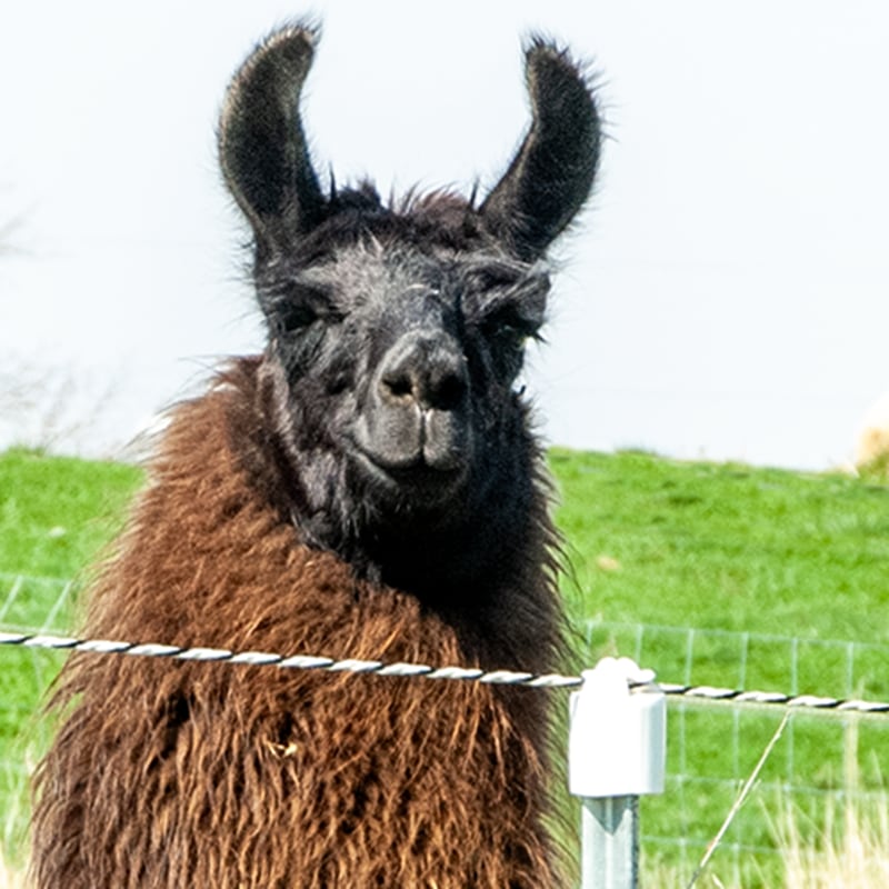 Electric fence - Rope Fences - Up to 5 strands