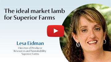 The ideal market lamb for Superior Farms