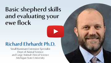 Basic shepherd skills and evaluating your ewe flock