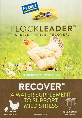 FlockLeader™ RECOVER: Poultry supplement from Purdue®