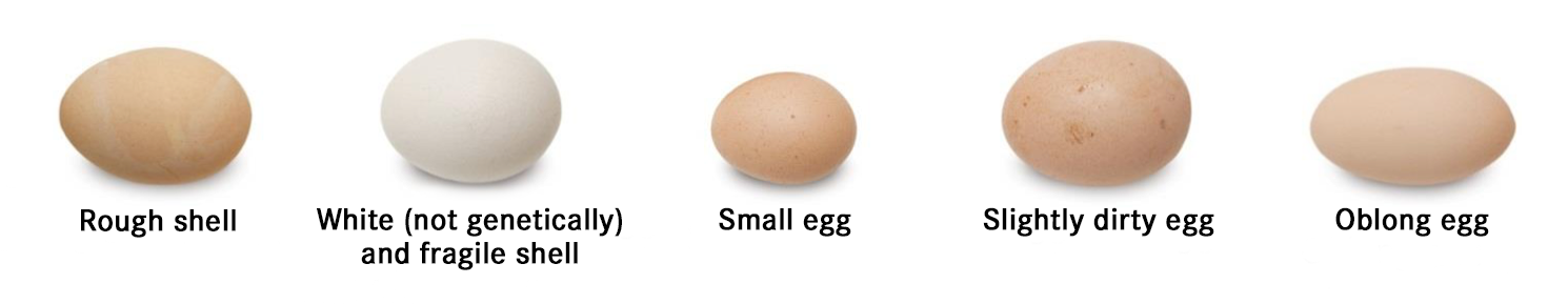 Eggs With Low Hatching Percentage