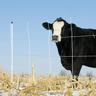 Electric Fence for Cattle