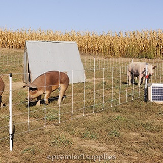 Electric Fence for Pastured Pigs