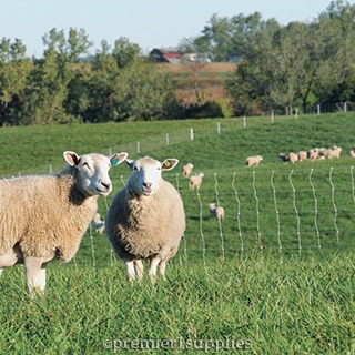 Electric Fence for Sheep