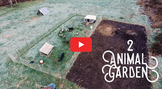 How 2 Pigs + 30 Chickens Prep My Garden — Justin Rhodes