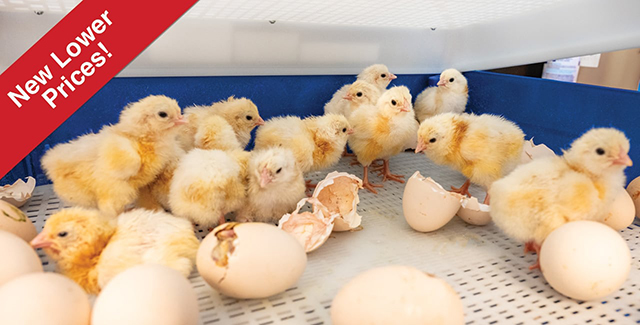 Borotto poultry egg incubators