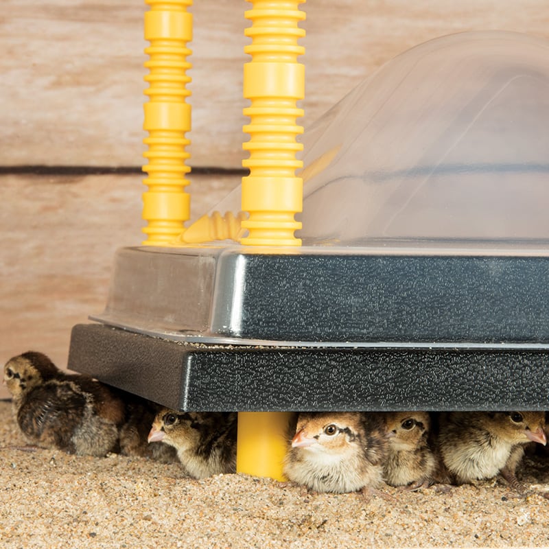 Heating Plates for Chick Brooders