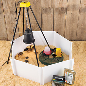 Heat Lamp Starter Kit for Chicks