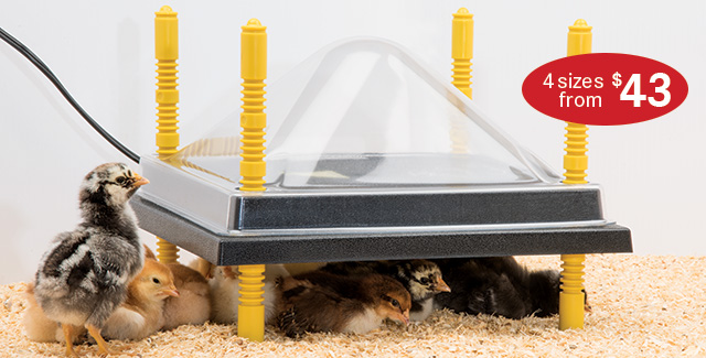 Heating Plates for Chick Brooders - Premier1Supplies