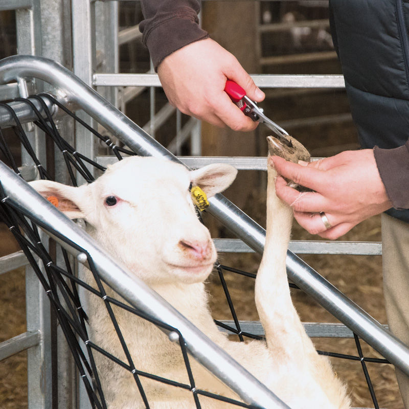 Sheep and Goat Deck Chair