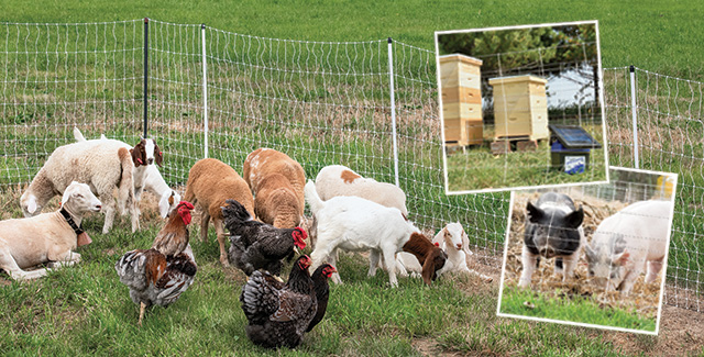 Portable electric fences