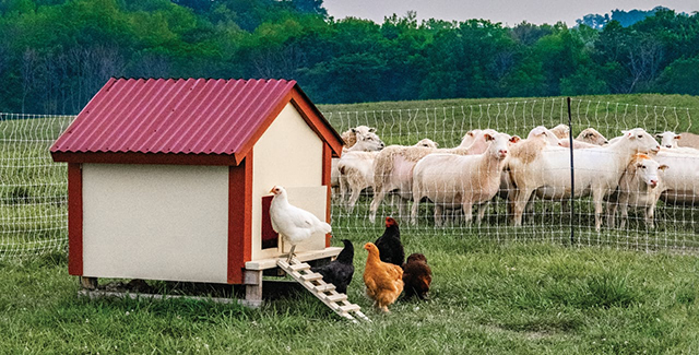 Portable electric net fences for livestock and poultry