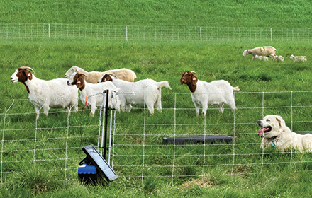 Photo of goats and sheep on pasture