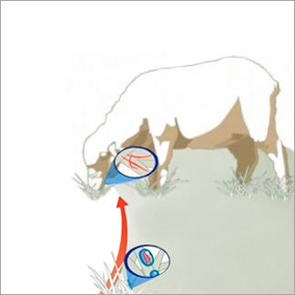 Pasture Stage diagram