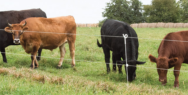 Cows grazing