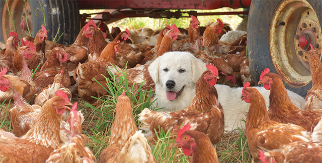 Freja, a Maremma, guards the flock.