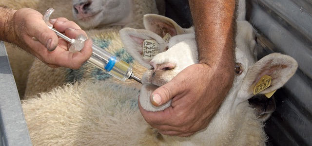 Photo of proper drenching technique