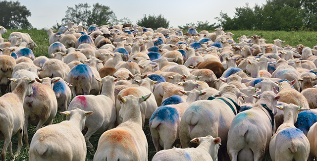 Marked lambs in the field
                                                            