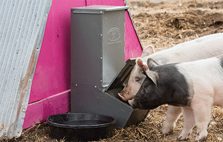 Single Door Hog Feeder