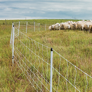 Electric Fence for Sheep