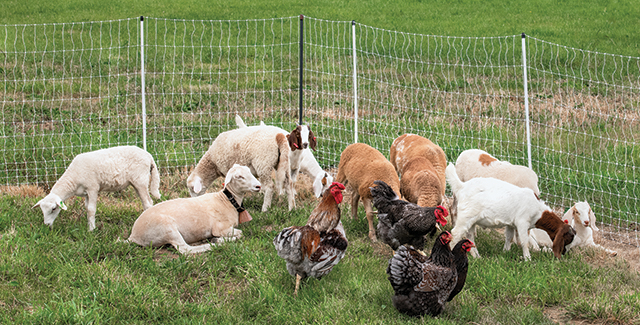 Electric Netting for Sheep, Goats and Poultry