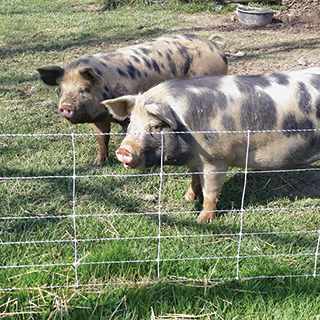 Electric Fence for Pastured Pigs