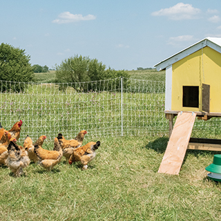 Electric Fence for Chickens