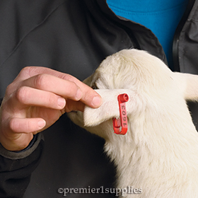 Qwik Tags for Lambs and Goat Kids