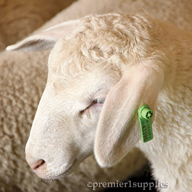 Q-flex® Ear Tags