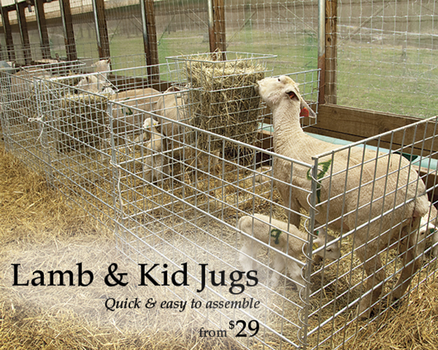 Lamb and Kid Jugs