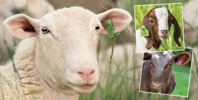 Ear Tags for Livestock and Animal Identification