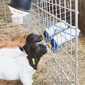 Wide Mouth Lamb ‘N’ Kid Feeding Bottle