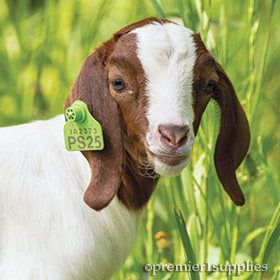 Ear Tags for Livestock