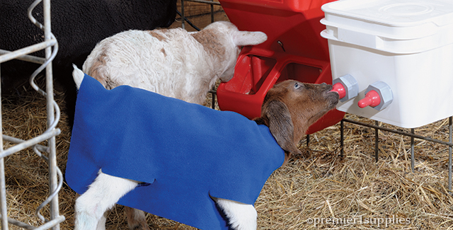 Feeding orphan lambs and goat kids