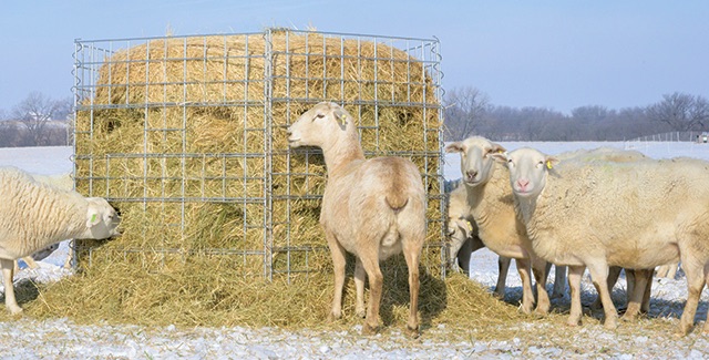 Big Round Hay Bale Feeders for Sheep and Goats