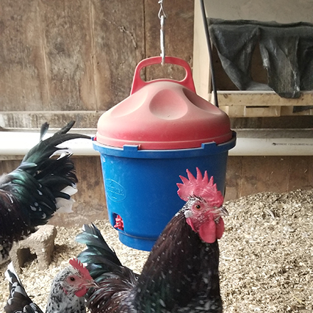 Heated Poultry Waterers