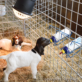 Lambing & Kidding Supplies