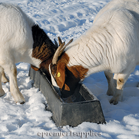 PortaTrough™ as a goat feeder