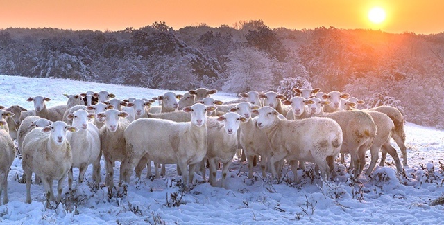 Photo of sheep grazing in snowy pasture