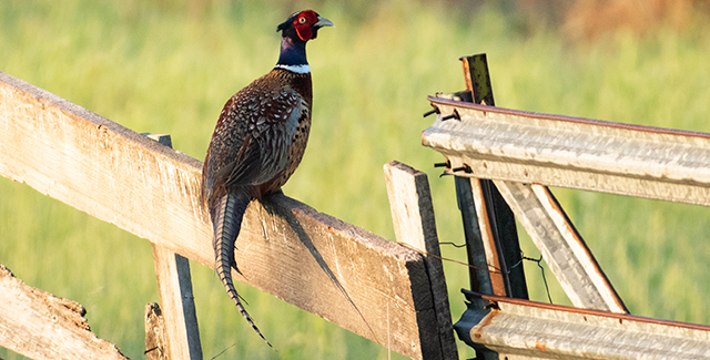 Ring-necked Pheasant