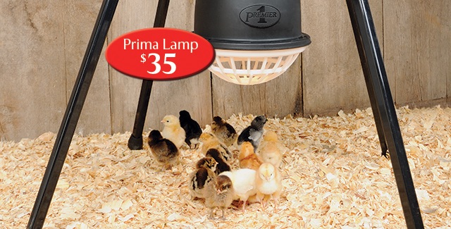 Safer Heat Lamp for Chicks